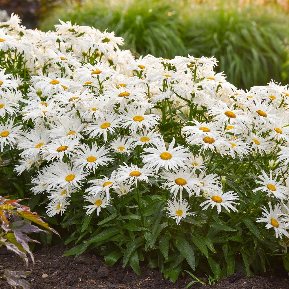 Amazing Daisies® ‘Spun Silk’ Shasta Daisy - Image 2