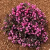 Stunner® Weigela
