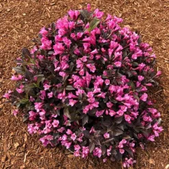 Stunner® Weigela