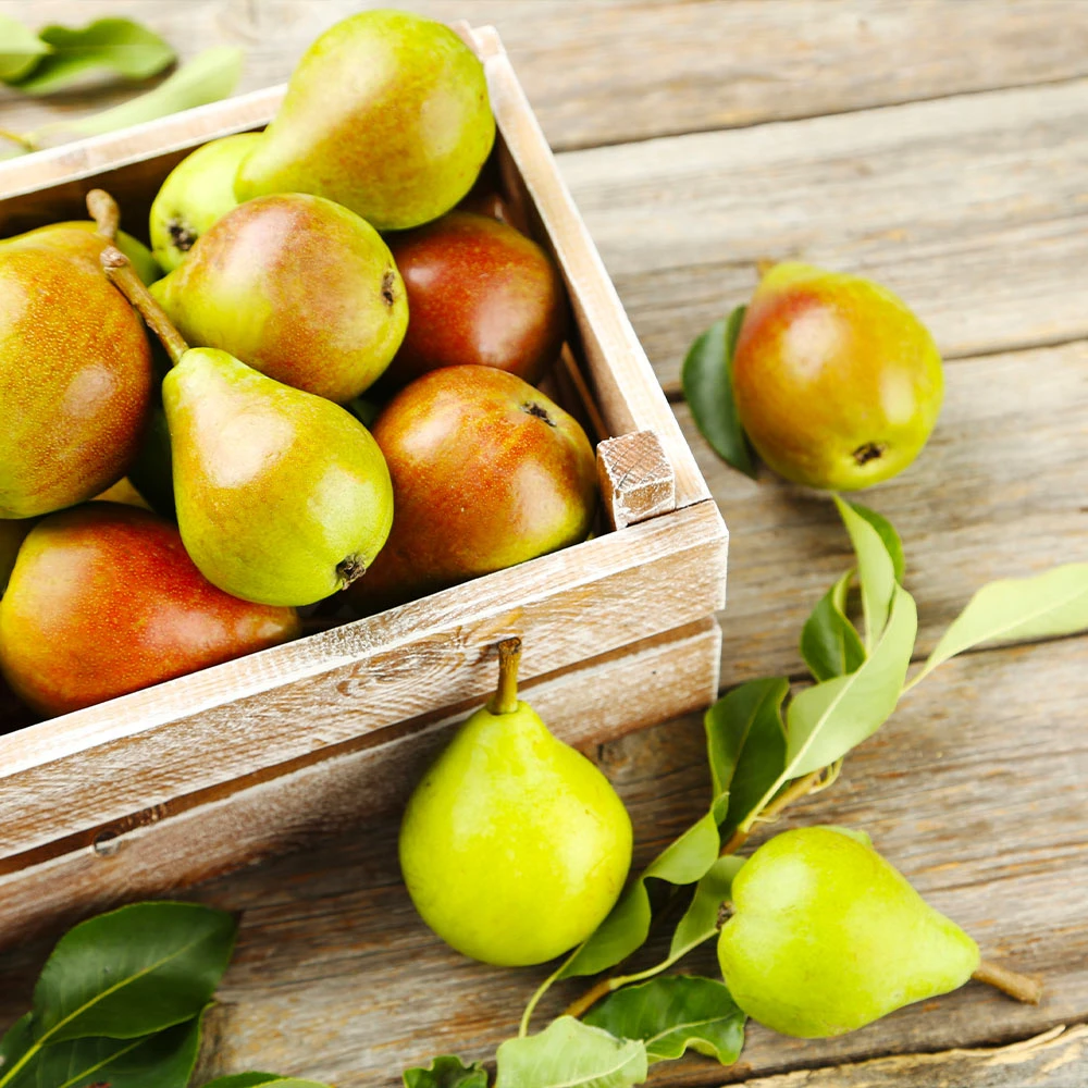 Summercrisp Pear Tree - Image 3