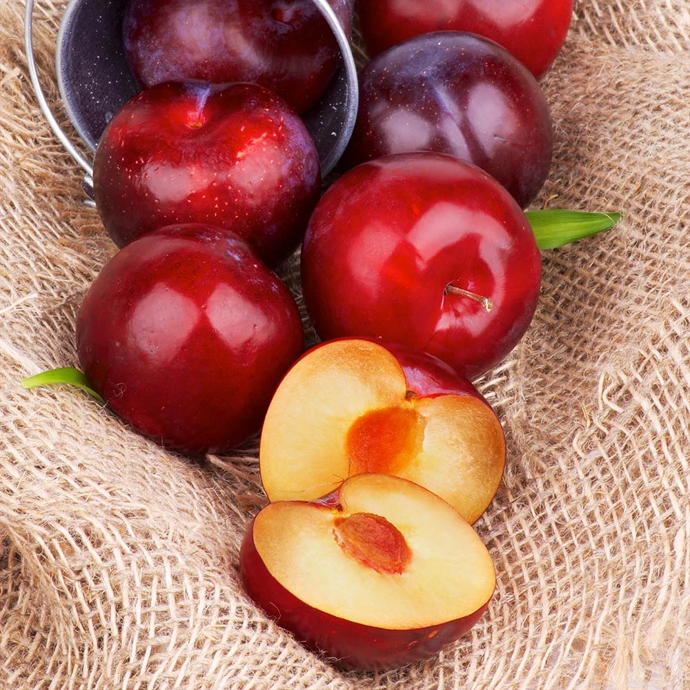 Superior Plum Tree - Image 6