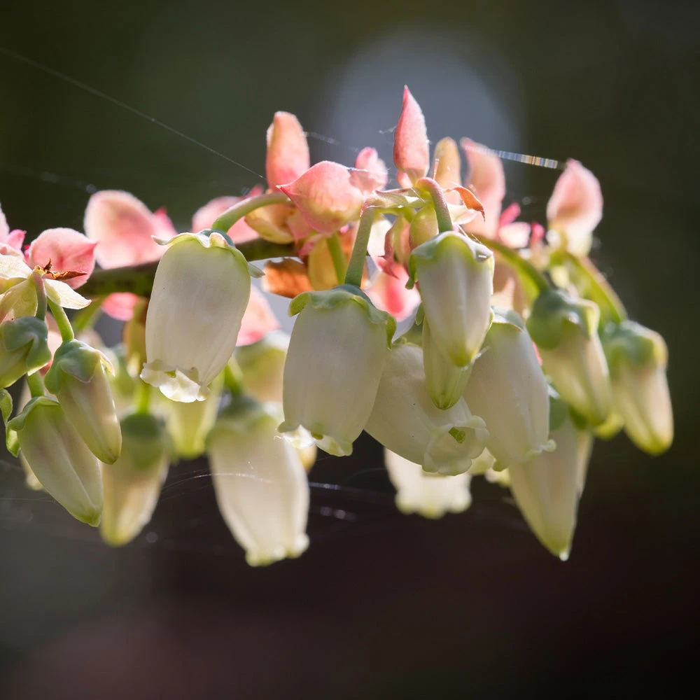 Toro Blueberry Bush - USDA Organic - Image 6