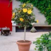 Yellow Tropical Hibiscus Tree