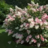 Vanilla Strawberry™ Hydrangea Shrub