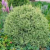 Variegated Boxwood Shrub