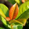 Volcano Cherry Laurel