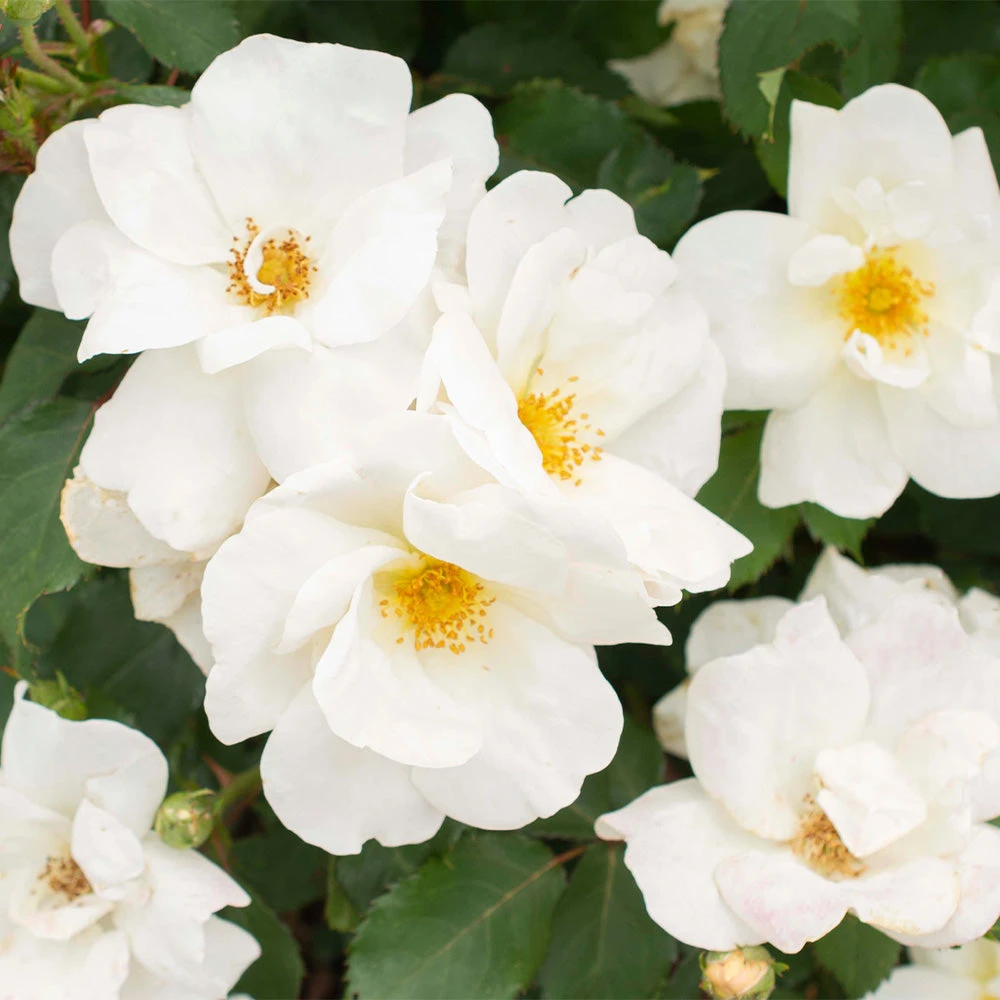 White Knock Out® Rose - Image 2