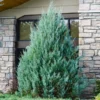 Juniper 'Wichita Blue' Tree
