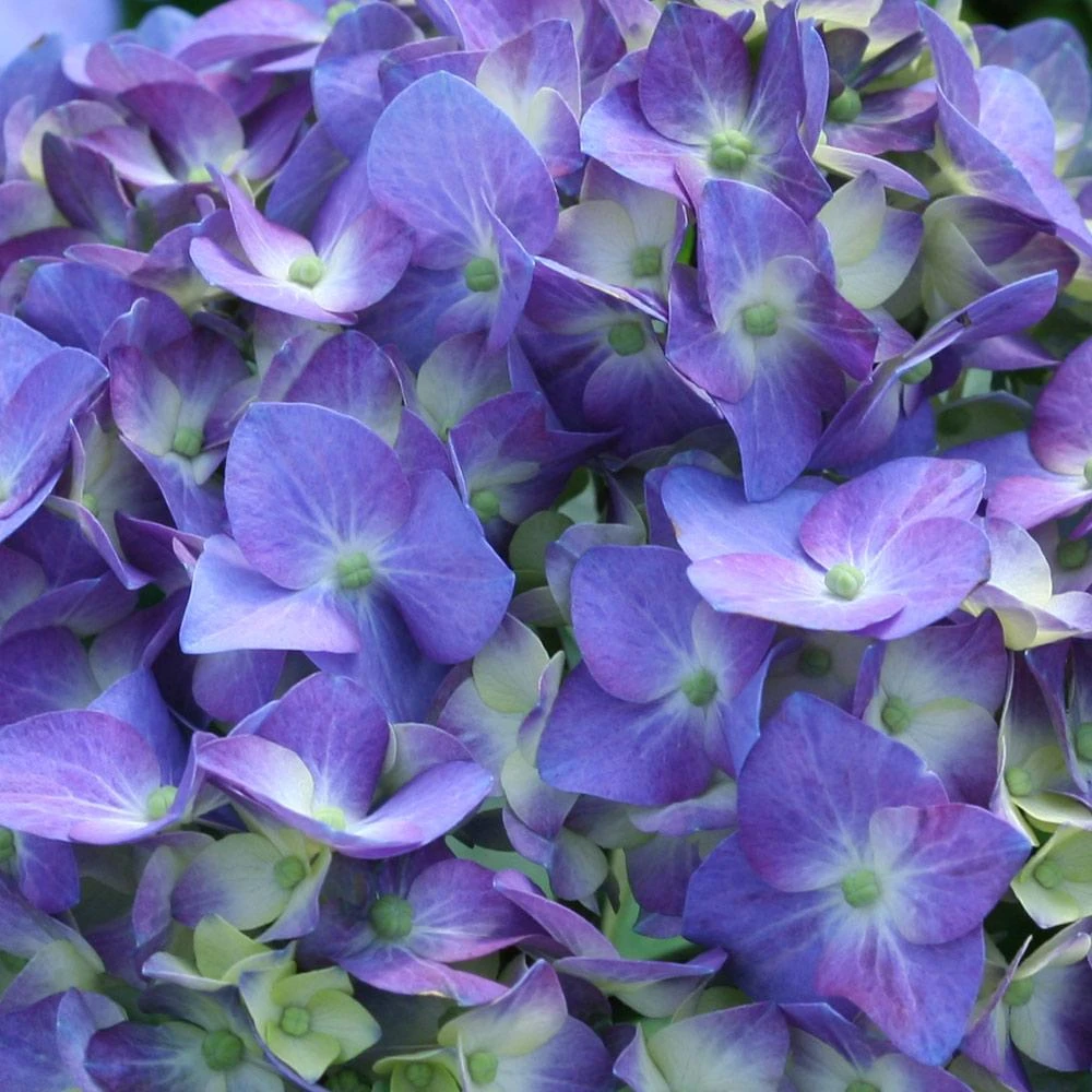 Let's DanceĀ® Blue Jangles Hydrangea Shrub - Image 3
