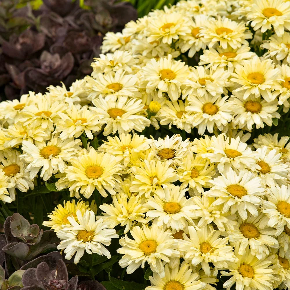 Amazing Daisies® ‘Banana Cream II’ Shasta Daisy - Image 2