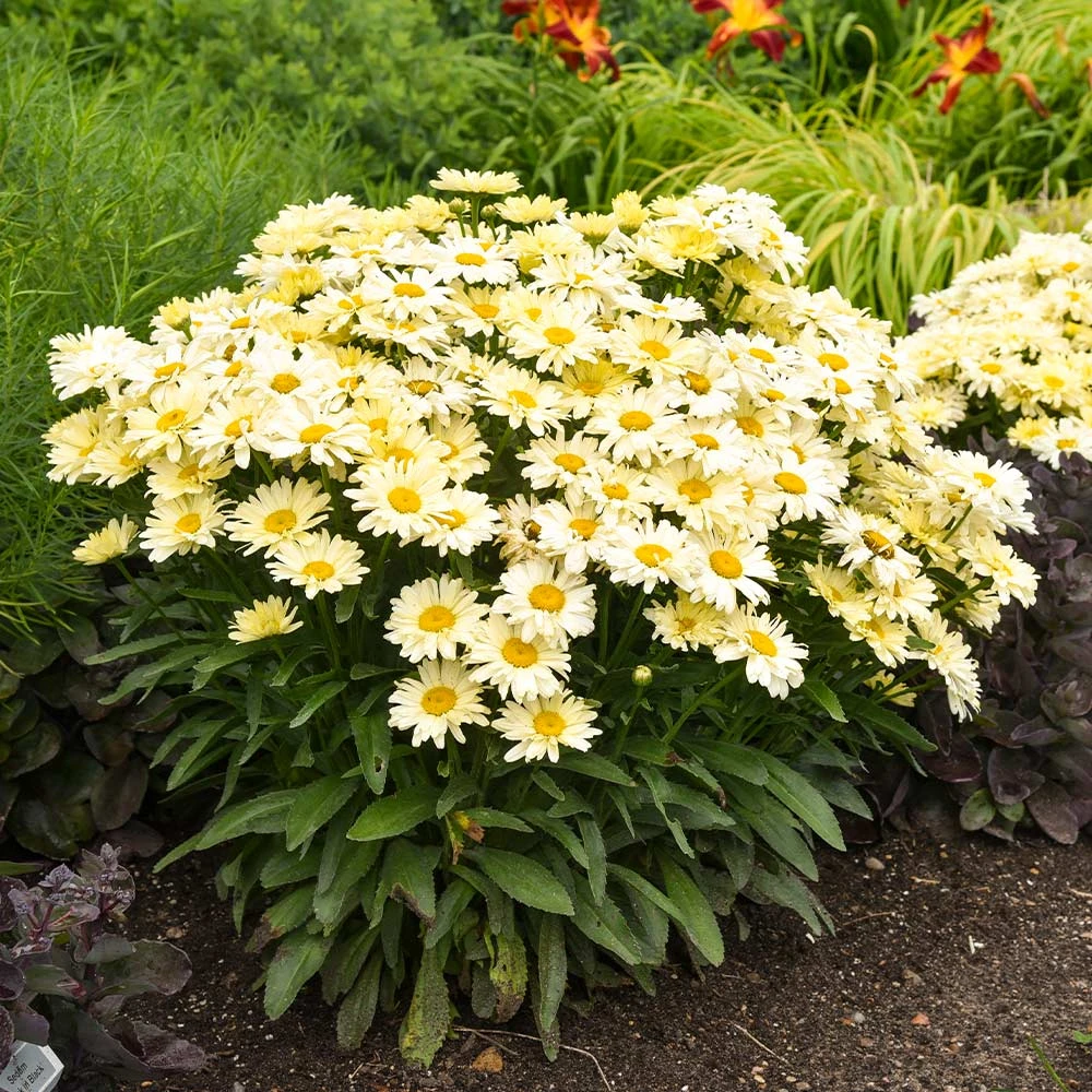 Amazing Daisies® ‘Banana Cream II’ Shasta Daisy - Image 4